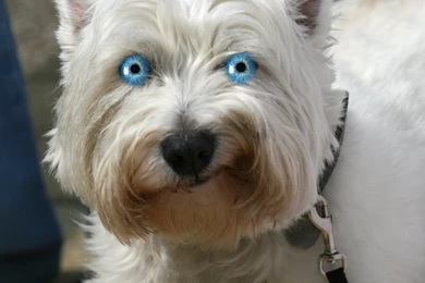 Funny Dog Wallpapers The Dog Wallpapers Best The Dog Wallpapers ...