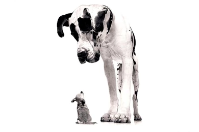 Funny Dog Wallpapers