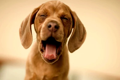 Funny Dog Funny Dog Pics Hd – Fine HD Wallpapaper RR