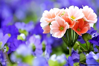 Very Pretty Flowers Pictures