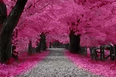 Very Pink Cute Gardens Picture And Photo