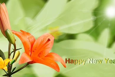 Wallpapers Flowers New HD Wallpapers Desktop Wallpapers ...