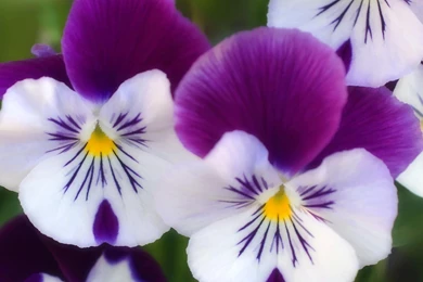 Flowers Pansies Purple Flowers : Desktop And Mobile Wallpapers ...
