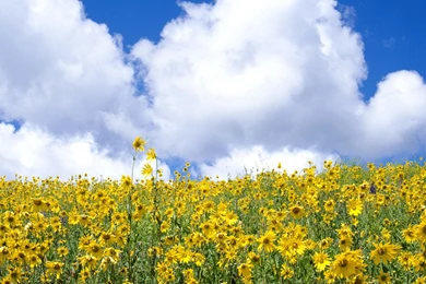 Flowers Wildflowers Fresh New Hd Wallpapers