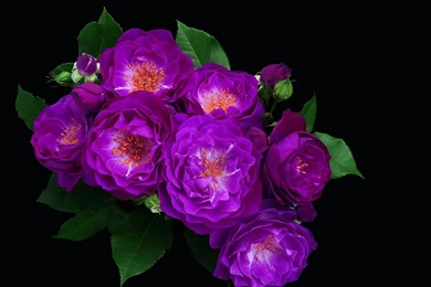 Download Wallpapers 2048x2048 Flowers, Colorful, Leaves, Flower ...