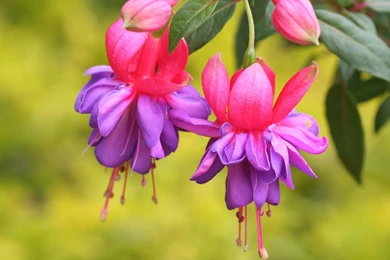 Download Flowers Wallpapers