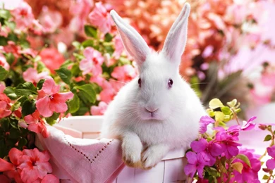 Bunny Between Flowers