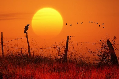 The Crow Wallpapers   Free The Crow Wallpapers & Pictures Download