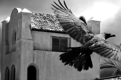 Wallpapers Black White The Crow And Photo Hd For Fullscreen ...