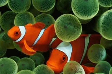 Free Wallpapers For iPhone 4s Download   Wallpapers Zone