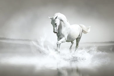 White Horse Wallpapers Mobile For Desktop Uncalke.com