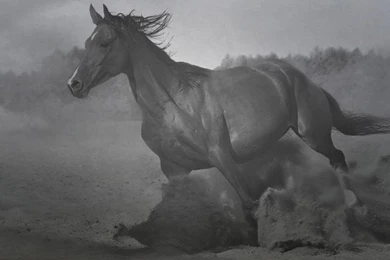 Black And White Horse Wallpapers HD Wallpapers And Pictures