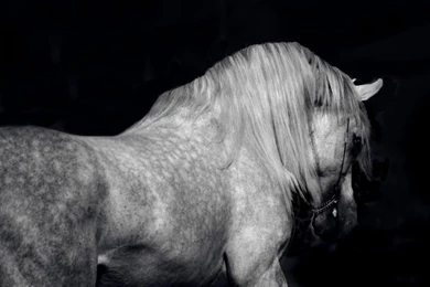 Wallpapers White Stallions Black And Arabian Horse 1024x768 ...