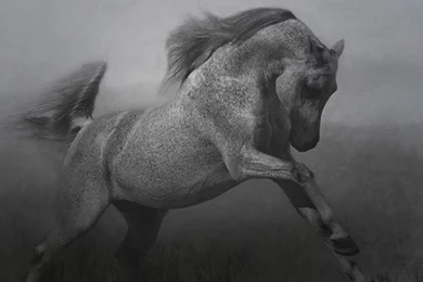 Black And White Horse Wallpapers HD Wallpapers And Pictures