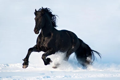 BLACK HORSE WALLPAPER (