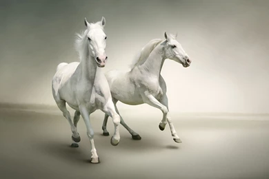 White Horse Wallpapers