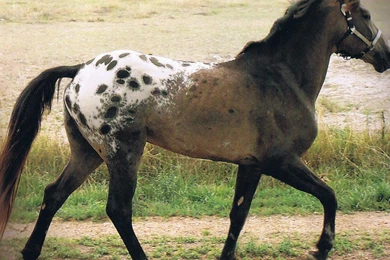 Download All Breeds Wallpapers Black And White Horse   (