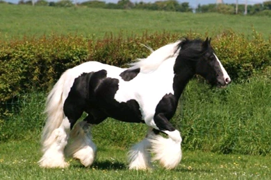 Pictures Of Black And White Horses   HD Wallpapers Pretty