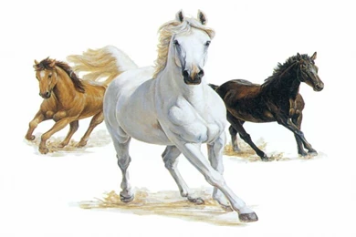Three Horses White Black And Brown Wallpapers