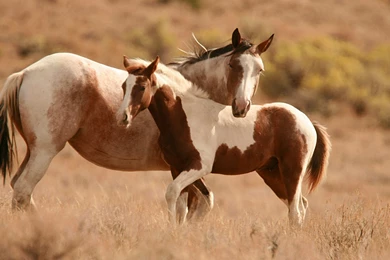 Animal Wallpapers Brown And White Horse : HD Wallpaper, Backgrounds ...