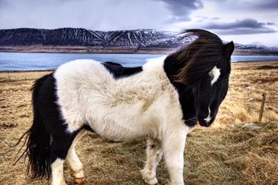 Furry Black White Horse HD Desktop Wallpapers : Widescreen : High ...