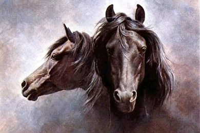 Download All Breeds Wallpapers Black And White Horse
