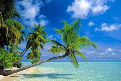 Beach Vacation   Palm Trees On The Beach   Wallcoo.net