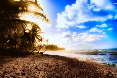 Palm Trees On The Beach