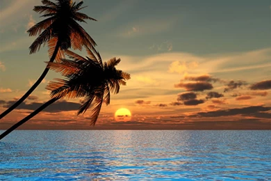 Beach Palm Trees Sunset