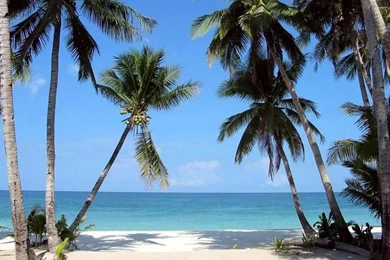Tropical Beaches With Palm Trees Wallpapers Desktop Backgrounds HD ...