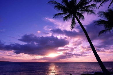 Palm Tree Wallpapers By Tom Gil On FL