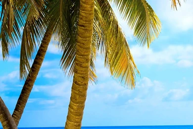 Tropical Beach With Palm Trees