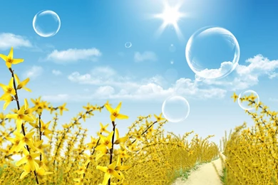 Summer Flower Images And Wallpapers Download