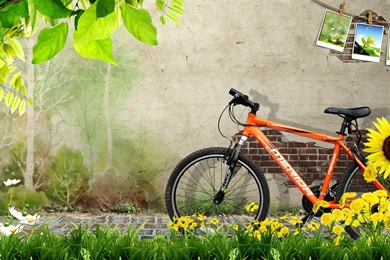 Wallpapers Shid Flowers Grass Nature Photos Shade Spring Summer ...