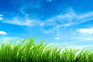 Dream Spring 2012   The Freshness Of Grass Wallpapers   HD ...