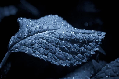 Nature Leaves Water Drops Airena Wallpaperpack Wallpapers   (