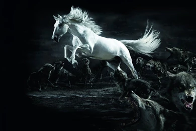 HD Wallpapers White Horse And A Pack Of Wolves 1920x1080