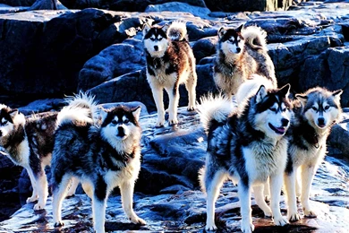 Wallpapers Rock Fresh Pack Guns The Woolf Animals Dogs Husky Rocks ...