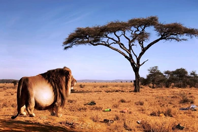 Funny Wallpapers HD Download Group 1 Http://netwallpapershd ...