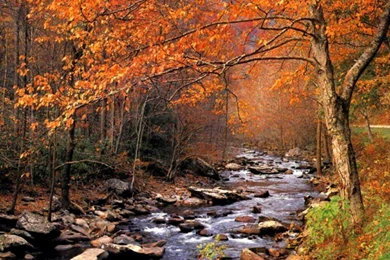 Fall Backgrounds For Desktop Wallpapers