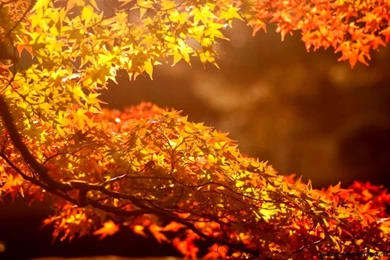 Desktop Computer Desktop Wallpapers