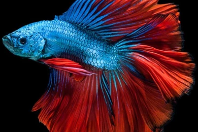 Apple iPhone 6s Wallpapers With Red And Blue Betta Fish And Dark ...