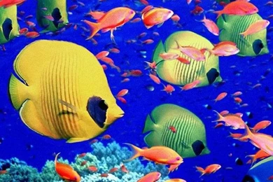 Iphone Http Iphone Animal Backgrounds 600