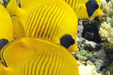 iPhone 6 Fish Wallpapers HD, Desktop Backgrounds 750x1334 ...