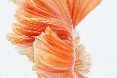 iPhone 6s Still Wallpaper Images