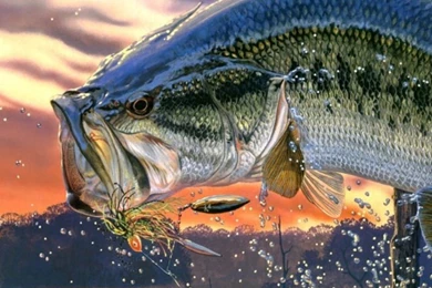 Fish Wallpapers For iPhone 5