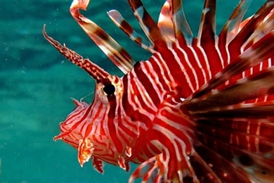 Download Wallpapers 750x1334 Fish, Underwater, Swimming, Unusual ...