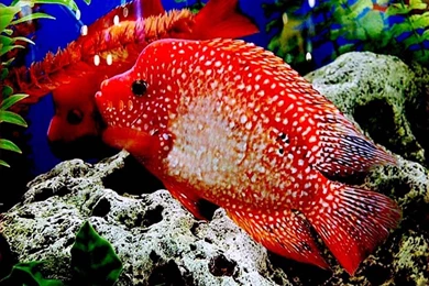 Fish Searching Food Fish Full HD 1080p Backgrounds ~ Fish For HD 16 ...