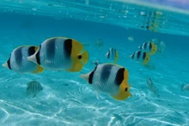 Tropical Fish iPhone 4/4s Wallpapers And Backgrounds