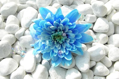 Blue Flowers Images And Wallpapers Download